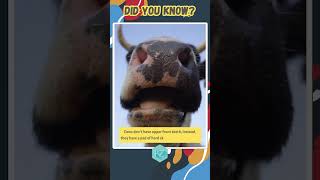 Fun Facts Cows Dont Have Front Teeth interestingfacts wildlife cowvideos [upl. by Aromat]