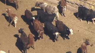 Feds release livestock to ease Nevada standoff [upl. by Corrine]