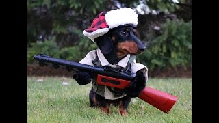 quotImz a huntin dogquot  Crusoe Celebrity Dachshund [upl. by Burton]