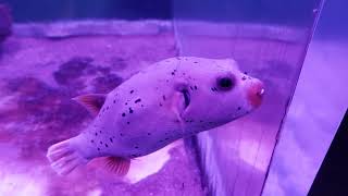 Dog 🐕 Faced Puffer Fish 🐡 [upl. by Cristobal]