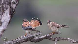 The American Kestrel of CHRP [upl. by Kcyrred]