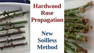 Hardwood Rose Propagation New Soilless Method [upl. by Aratas376]