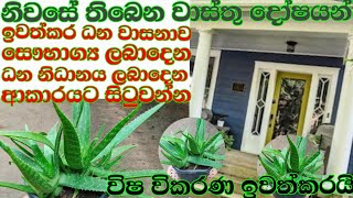 බදුන්ගත කෝමාරිකා පැලයක් නිවැරැදිව රෝපණය කරන ආකාරය කෝමාරිකාkomarika [upl. by Teagan842]