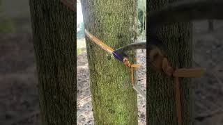 Working rubber tree🤠 rubberfarming satisfying rubberwood rubbertapping rubber rubbertree [upl. by Llerot]