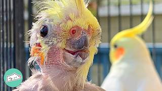 Featherless Cockatiel Cant Wait To Sing For His Bird Buddies  Cuddle Buddies [upl. by Nodrog]