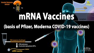 RNA Vaccines mRNA Vaccine  Basis of Pfizer and Moderna COVID19 vaccines Animation [upl. by Nnylyoj]