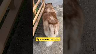 Bella k thumke 🥰huskydog labrador doglover doglife viralvideo shortvideo viralshort love [upl. by Entroc]