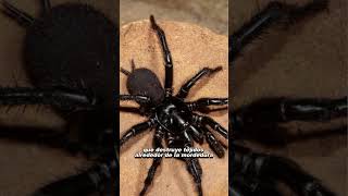 quotLas 3 arañas más letales del mundo 🕷️ ¡Cuidado con sus picadurasquot [upl. by Macey]