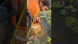 Catching Big Sholfish By traditional polo Trap in Beel polofishing fishingbypolo catchfish [upl. by Pearson]