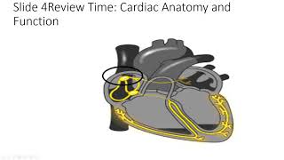 Excitation Contraction coupling and EKG [upl. by Eskil]