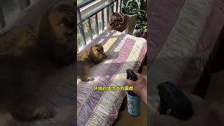 Cats and cat ringworms environment cleaning really can not be lazy cat guard to clean cat ringwo [upl. by Murdock485]