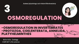 3 Osmoregulation in Invertebrates Protozoa Coelenterata Annelida  Arthropoda MSc CSIRNET [upl. by Munshi]