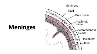 Meninges Prof Dr Md Ashfaqur Rahman [upl. by Cullie825]