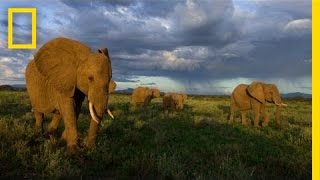 Joyce Poole The Elephant Network  Nat Geo Live [upl. by Armstrong16]