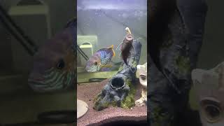 Обед у Анциструсов aquarium fish акара andinoacara [upl. by Bigford]