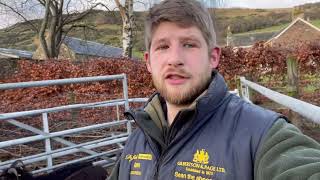 Tagging wild sheep in Scotland [upl. by Quintin732]