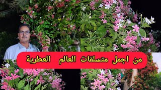 الياسمين الاحمر Rangoon Creeper افضل متسلق عطري ينجح بالدول العربية المنطقة تعرفوا على اسرار الزراعة [upl. by Forest192]