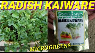 HOW TO PLANT RADISH KAIWARE SPROUT SEEDS HARVEST IN JUST 3 DAYS [upl. by Kcirreg]