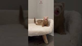 Interesting facts about ferrets the last one was really unexpected😱 shorts [upl. by Enylorac]