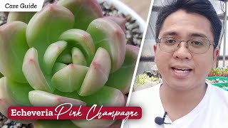 Echeveria Pink Champagne A Very STUNNING Hybrid  Succulent Care Guide  Kalei Plants [upl. by Yelha]