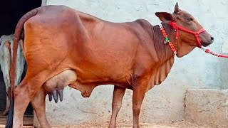 cow sell ho gaya  cow chainal vair video [upl. by Mareah]