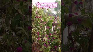 Gomphrena globosa globe amaranthforyou balconyflowers [upl. by Alah]