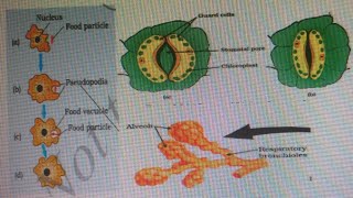 Autotrophic and heterotrophic nutritionLife process part1 [upl. by Eeb]