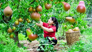 How to Harvest Pyrus Granulosa goes To Market Sell  Harvesting and Cooking Tieu Vy Daily Life [upl. by Schulman378]