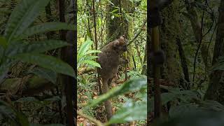 We Got Lucky Seeing This 🇲🇬 madagascar lemur wildlifeanimals lemurs madagaskar travelvlogging [upl. by Tull]