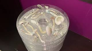 How to clean and Dry your Mushrooms at home Dehydration [upl. by Ferrick]