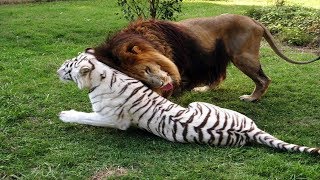 White Tigress And Lion Fall In Love Escape Zoo Together [upl. by Rudich]