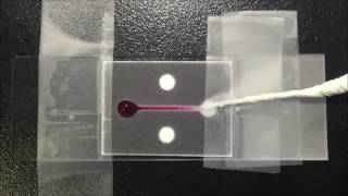 Microfluidic Paperbased Biomolecule Preconcentrator Based on Ion Concentration Polarization [upl. by Aelhsa31]