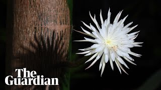 Timelapse of rare Amazonian Moonflower blooming for one night only [upl. by Gottuard88]