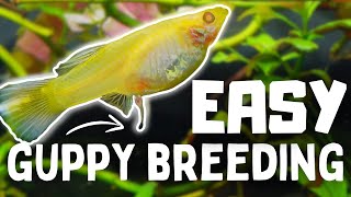 Guppy Fish Breeding 10 Tips to Breed Guppy Fish FASTER [upl. by Yblok]