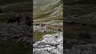 Wild horses mtb shorts short mtbpictureoftheday [upl. by Bondie252]