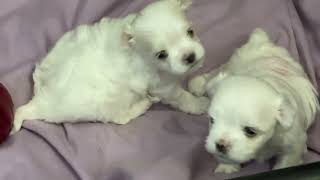 Storybook Maltese Puppies Spring 2024  Eyes Opening  Learning To Walk and Play [upl. by Oneil825]