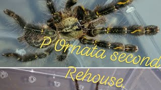 P ornata second Rehousing Poecilotheria ornata [upl. by Esma]