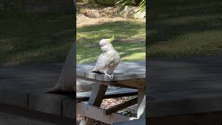 雪梨白色大鸚鵡 Australian white parrot [upl. by Ydniahs13]