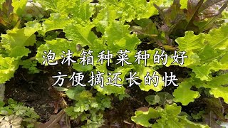 泡沫箱用的好，种菜方便产量高 [upl. by Niras]