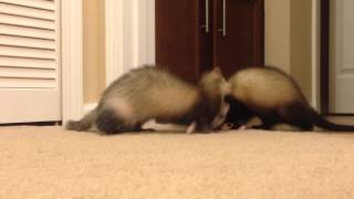 Ferret noises War dance [upl. by Gordan786]