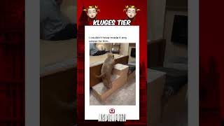 Kluges Tier 🐕👀🥰 shortsfeed deutschland satire comedy hund medienfuzzi süss [upl. by Tedi]