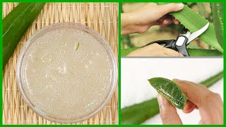 How to Make Aloe Vera Gel at Home  Easiest Way [upl. by Trygve]