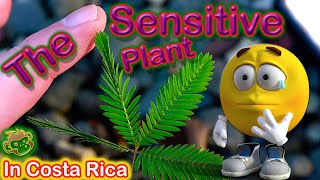 The wild and crazy exotic plant of Costa Rica Sensitive plant Mimosa pudica [upl. by Zeta905]