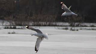 RING BILLED GULL [upl. by Suckram]