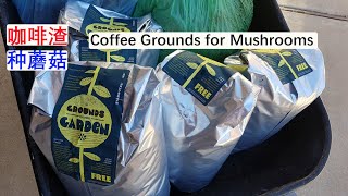 Eng Sub咖啡渣种蘑菇 Coffee Grounds for Mushrooms 20240207 [upl. by Aisyram]