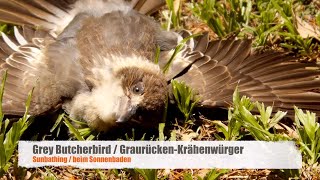 Juvenile Grey Butcherbird Cracticus torquatus sunbathing [upl. by Chee]