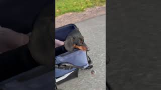 Disabled Dachshund Plays Ball [upl. by Elnar]