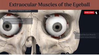 Extraocular Muscles  Location  Attachments  Nerve supply  Axes of muscles amp movements  Squint [upl. by Eellek]