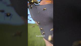 DescriptionHow To Survive A Swarm Of Bees😱 shorts [upl. by Berey]