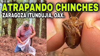 Así se atrapan las CHINCHES Jumiles en los Pueblos de Oaxaca [upl. by Zealand]